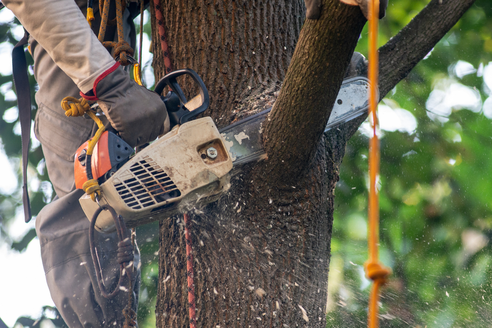 Arborists in Cheshire